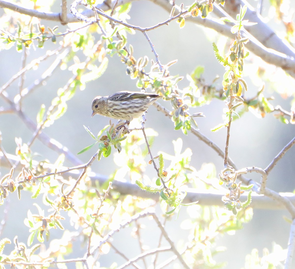 Pine Siskin - ML617536770