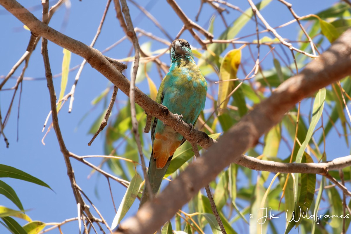 Hooded Parrot - ML617536782