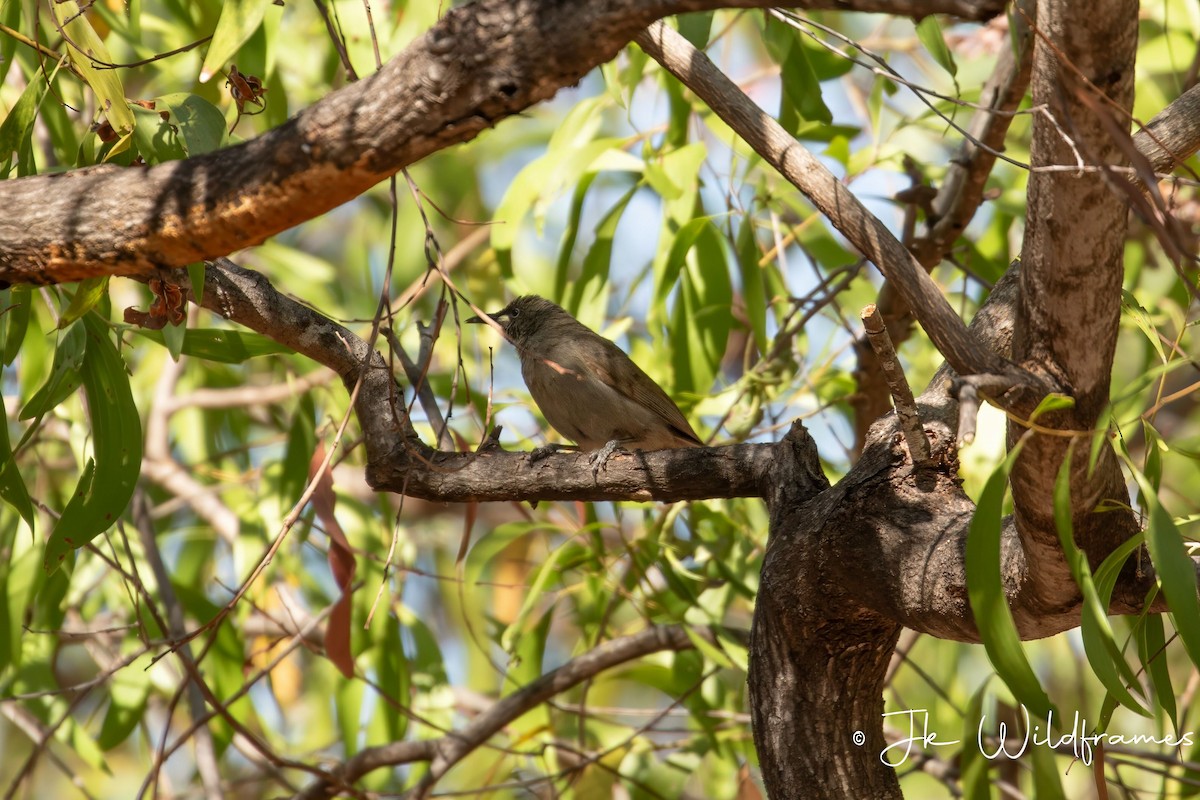 White-gaped Honeyeater - ML617536791