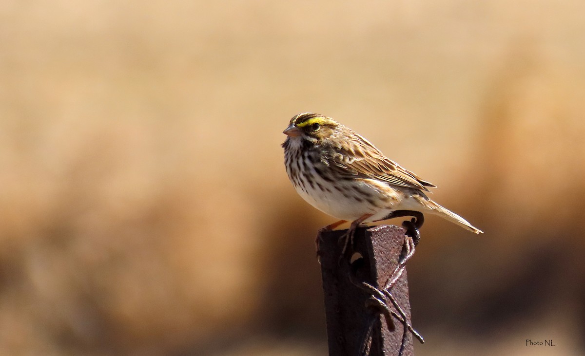 Savannah Sparrow - ML617536826