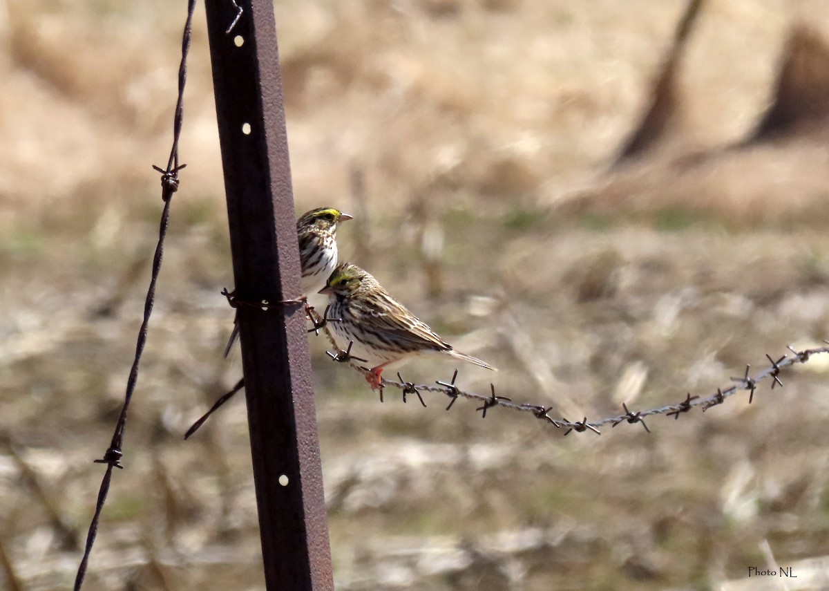 Savannah Sparrow - ML617536830