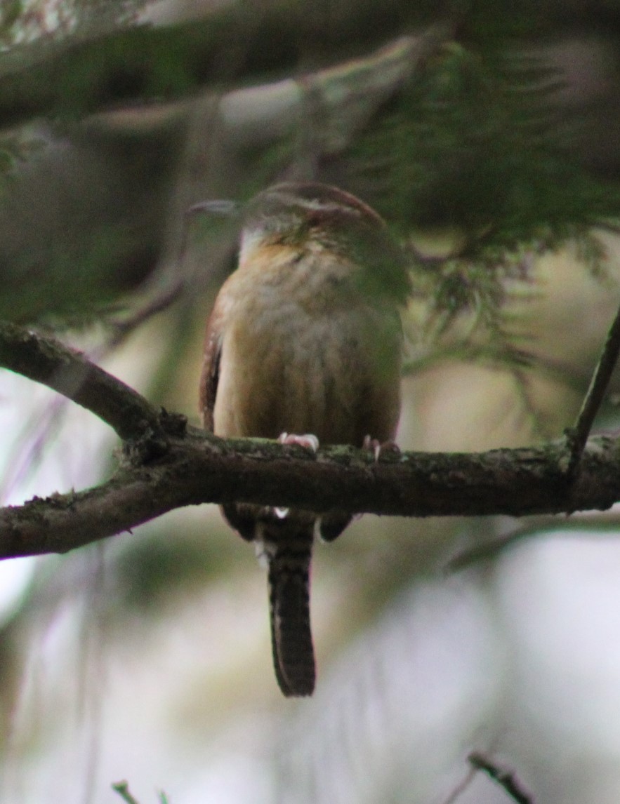 Carolina Wren - ML617536881