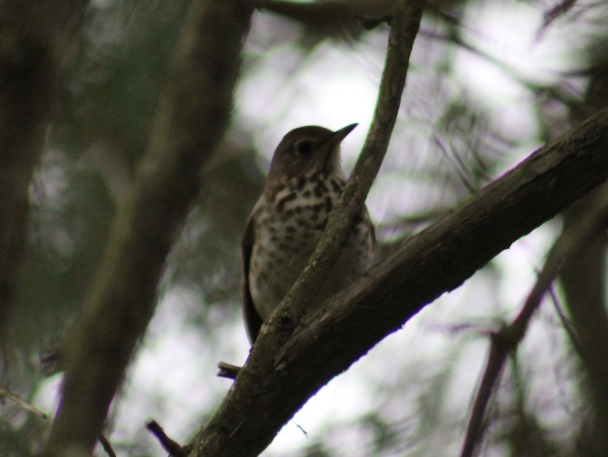 Hermit Thrush - ML617536910