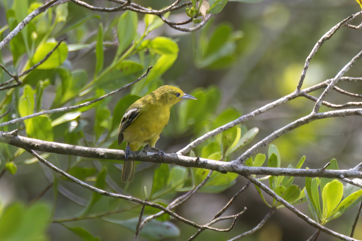 Common Iora - ML617536937