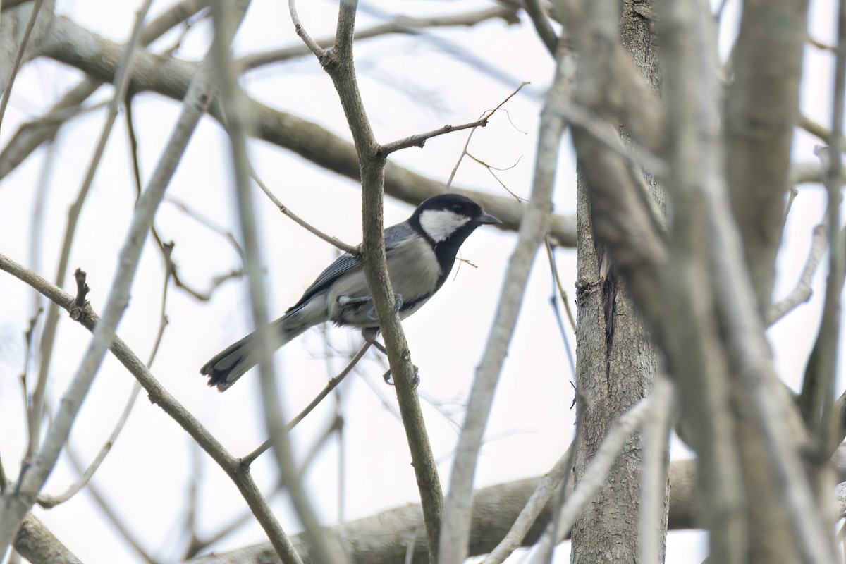 Cinereous Tit - ML617536942