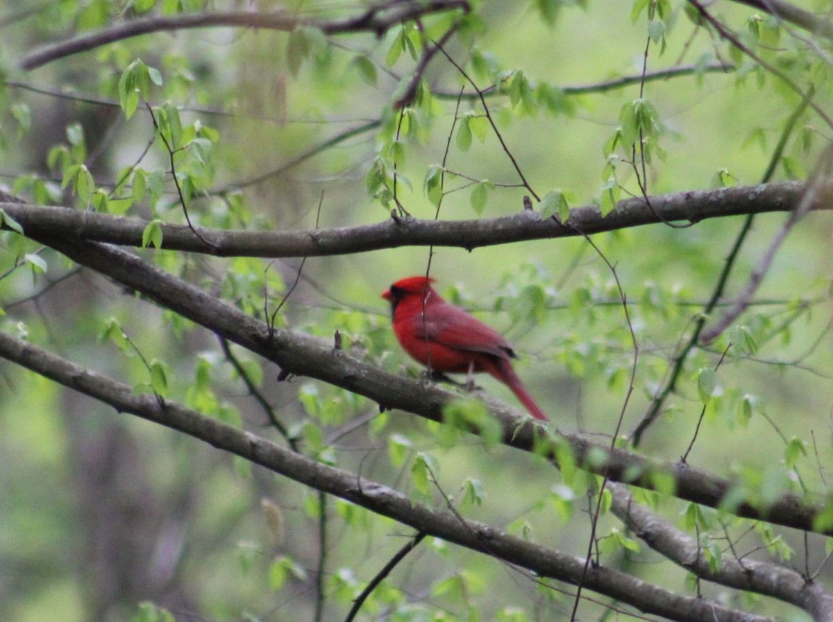 Northern Cardinal - ML617536970