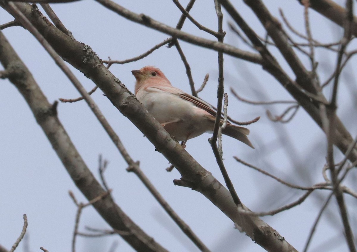 Purple Finch - ML617536978