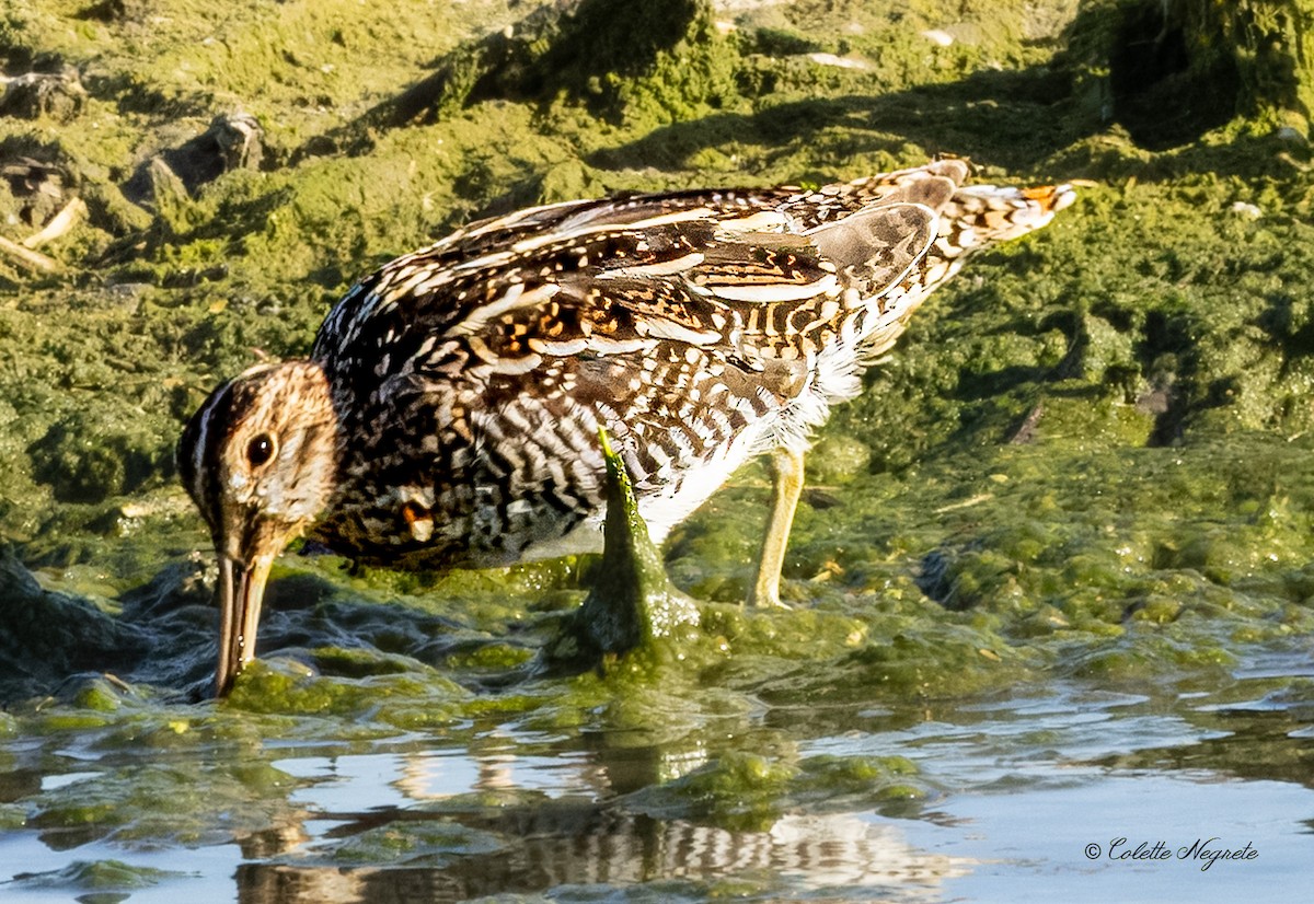 bekasina severoamerická - ML617537044