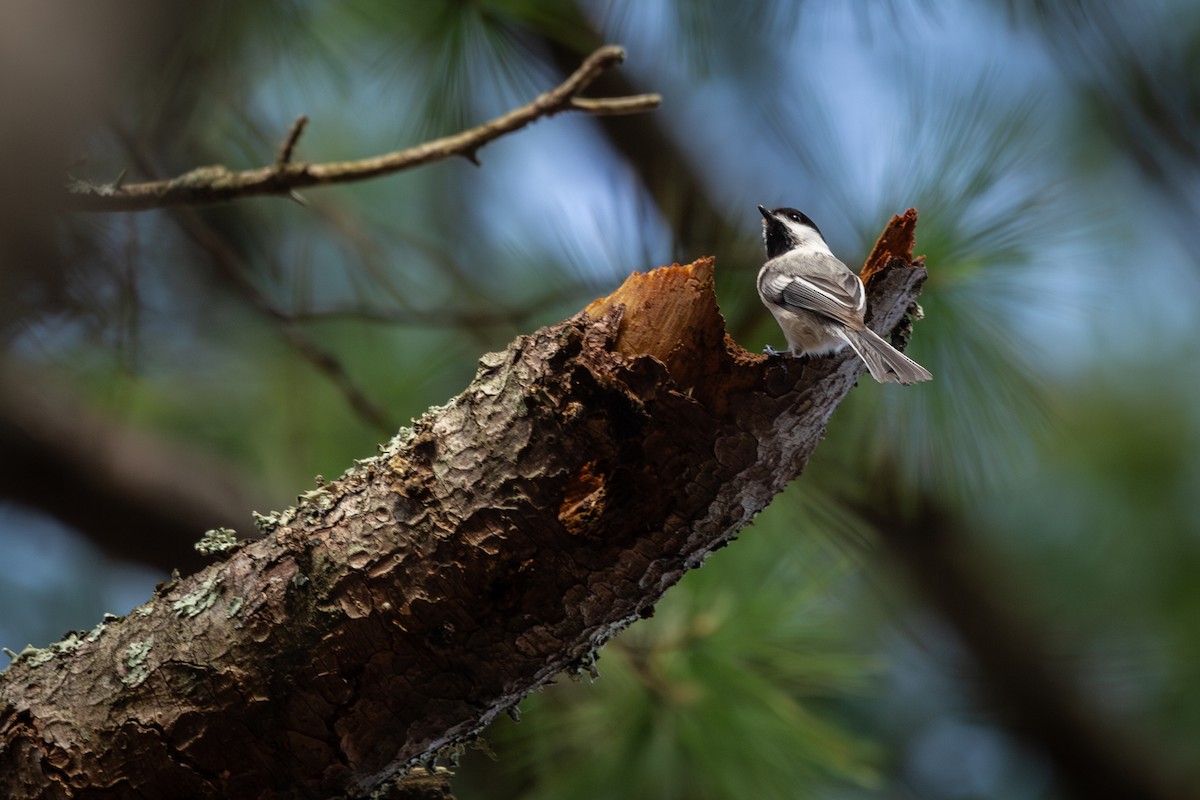 Black-capped Chickadee - ML617537061