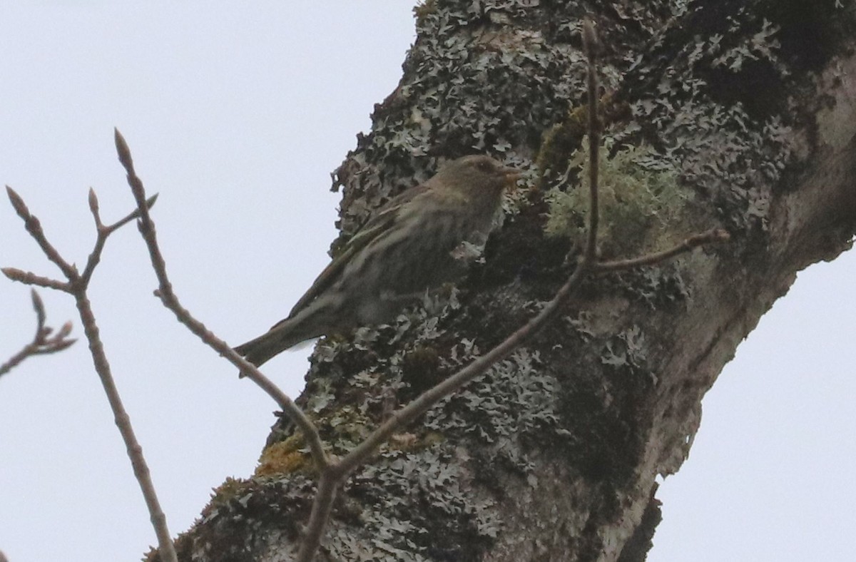 Pine Siskin - Aaron Hywarren