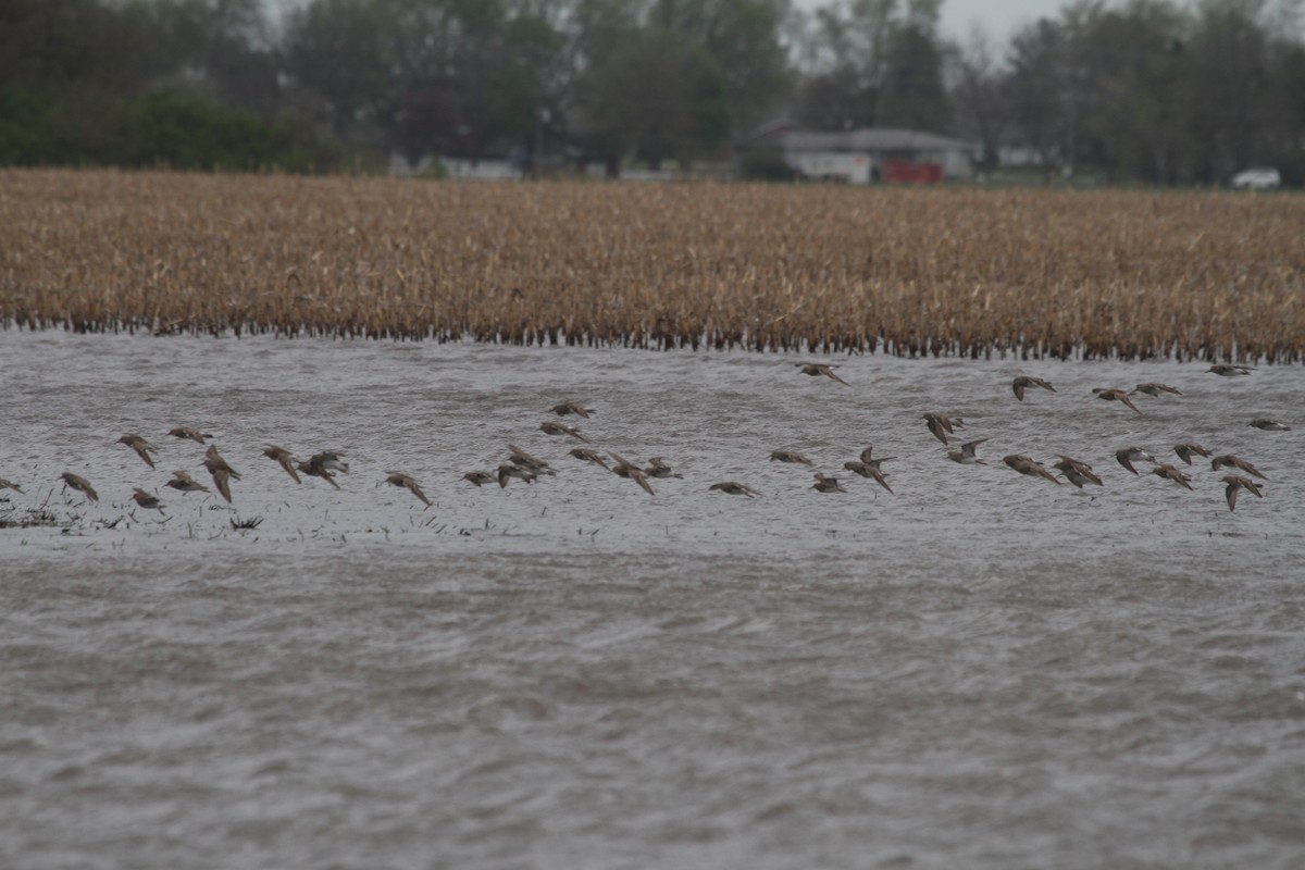 Pectoral Sandpiper - ML617537078