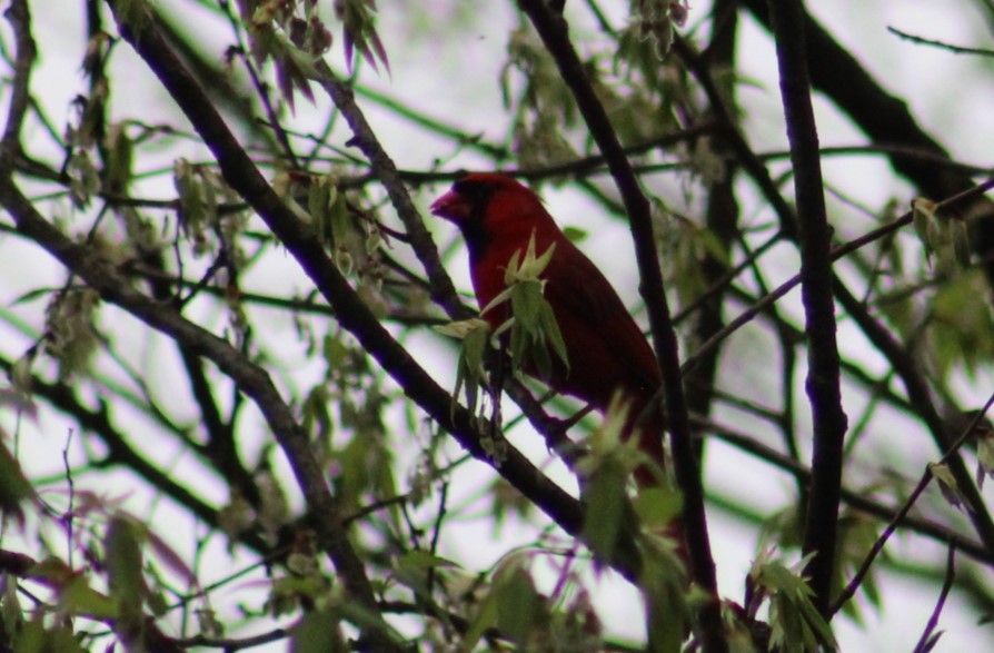 Northern Cardinal - ML617537081