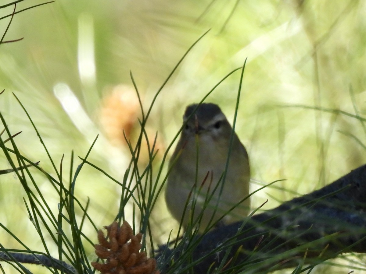 sangvireo - ML617537088