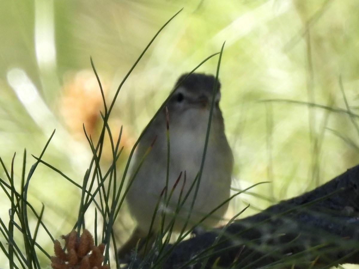 sangvireo - ML617537089
