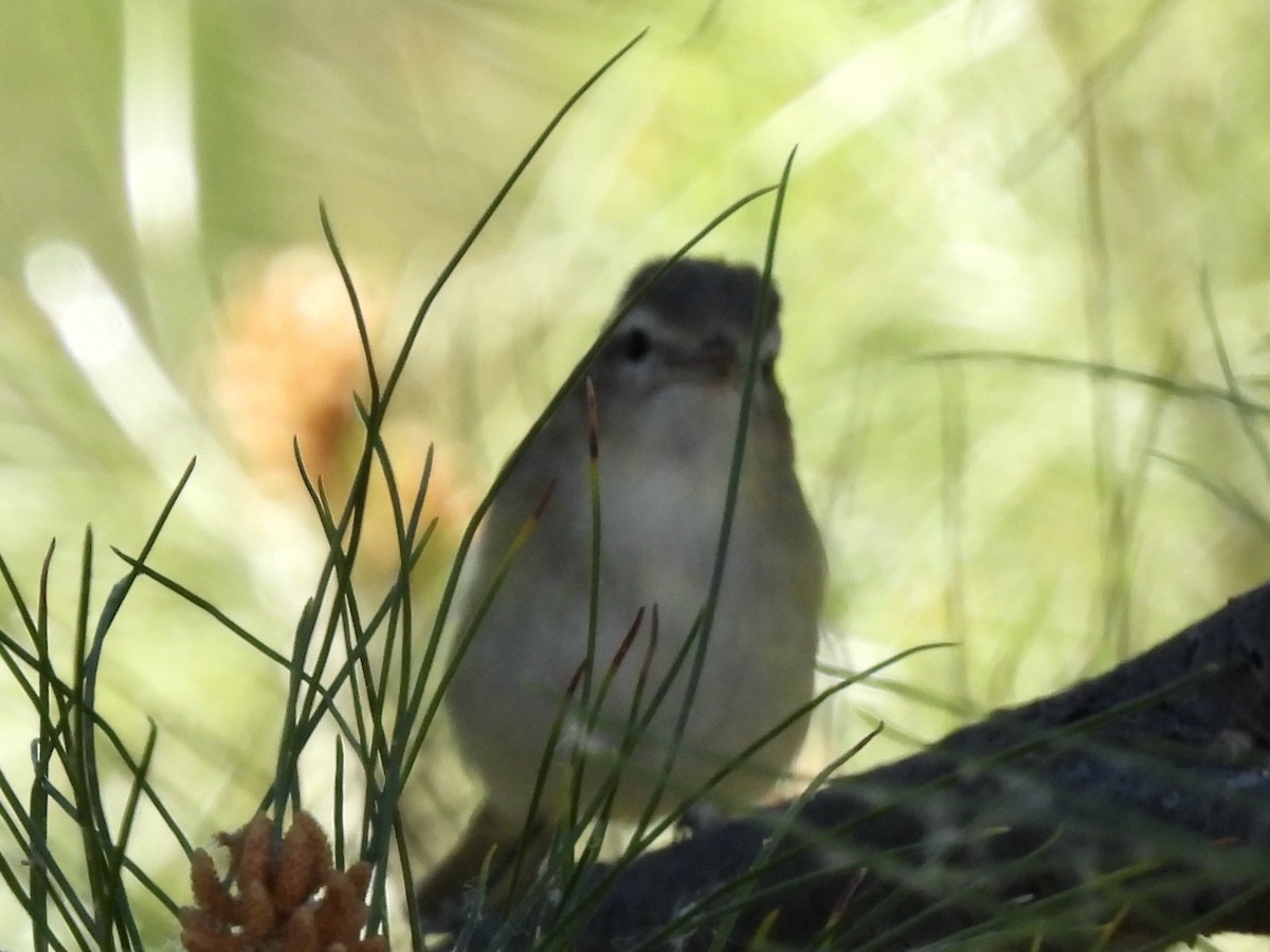 Warbling Vireo - Bill Lisowsky