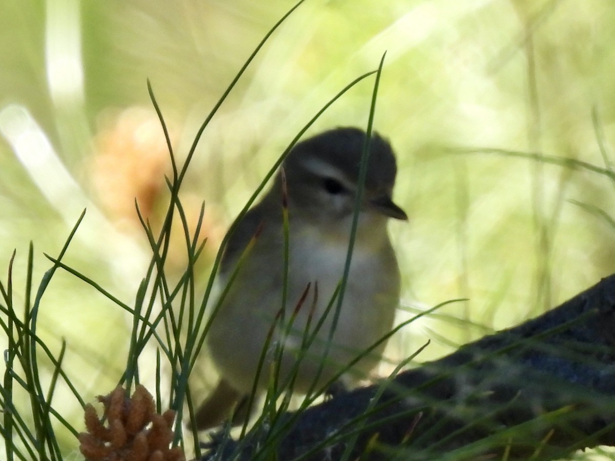 Warbling Vireo - Bill Lisowsky