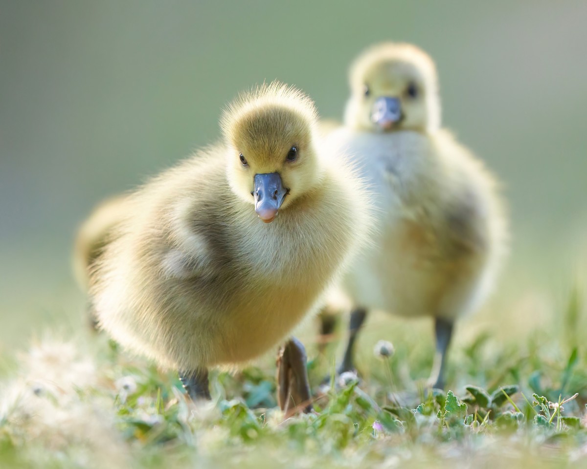 Graylag Goose - ML617537093