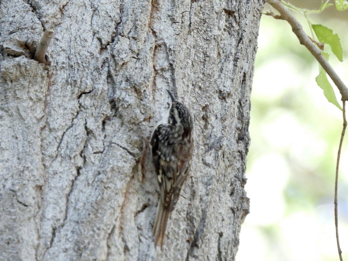 Brown Creeper - Bill Lisowsky