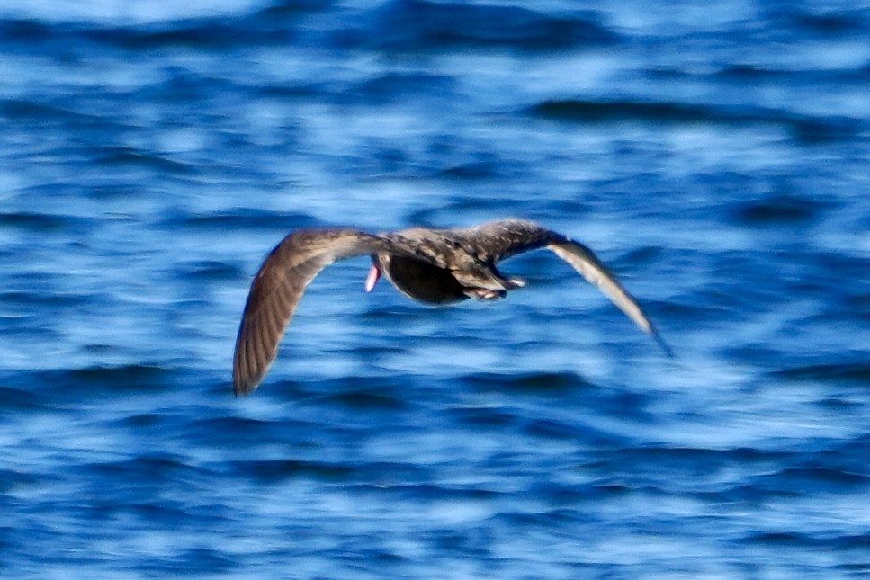 Black Oystercatcher - ML617537109