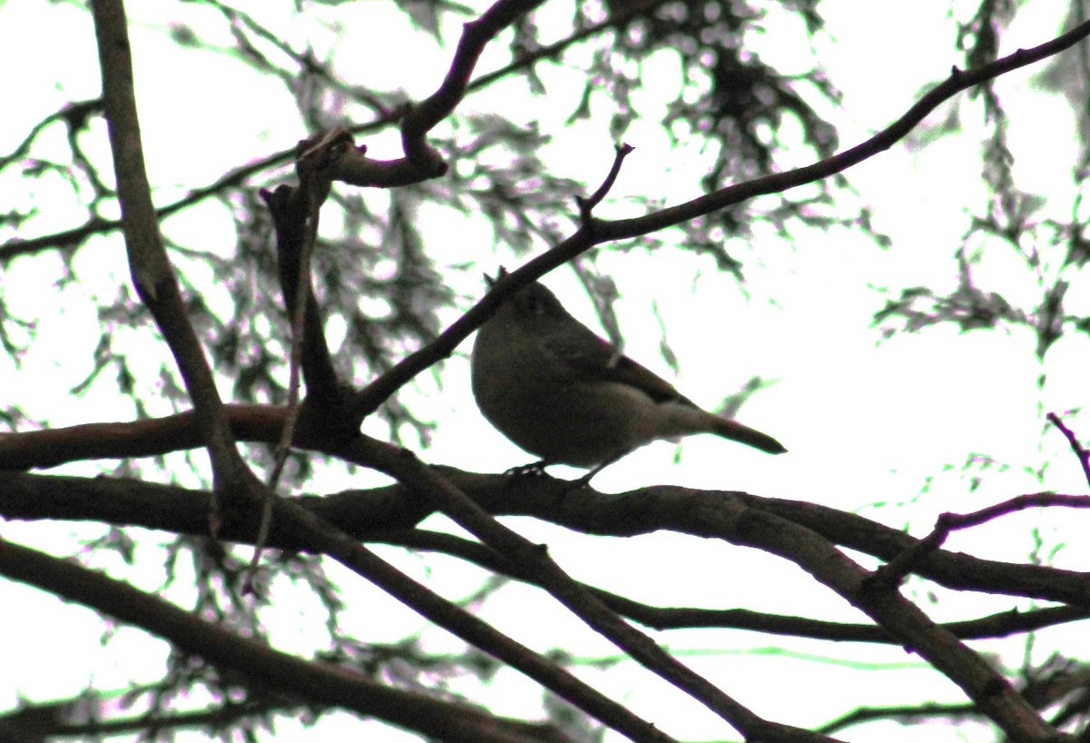 Ruby-crowned Kinglet - ML617537205