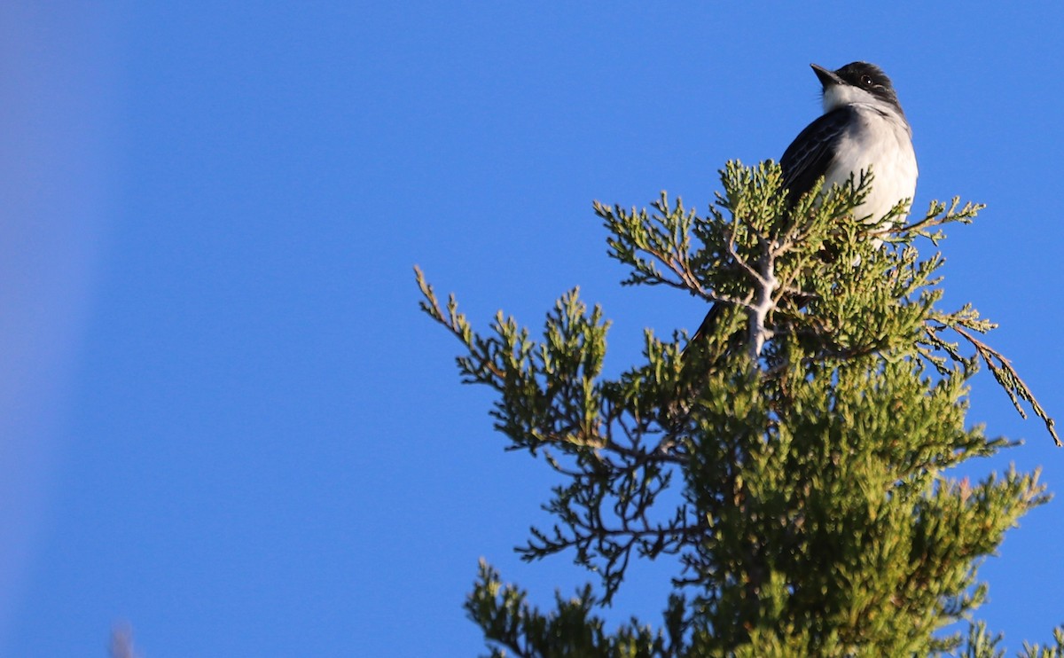 Eastern Kingbird - Rob Bielawski