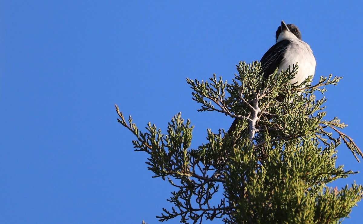 Eastern Kingbird - Rob Bielawski