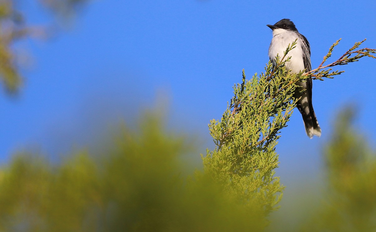 Eastern Kingbird - Rob Bielawski