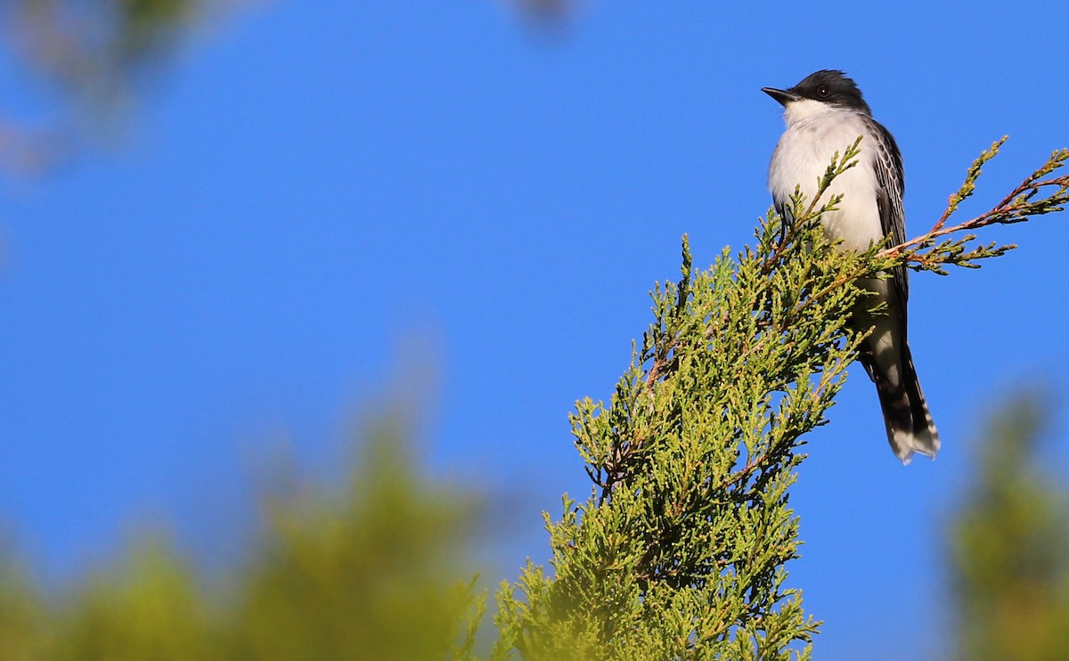 Eastern Kingbird - Rob Bielawski