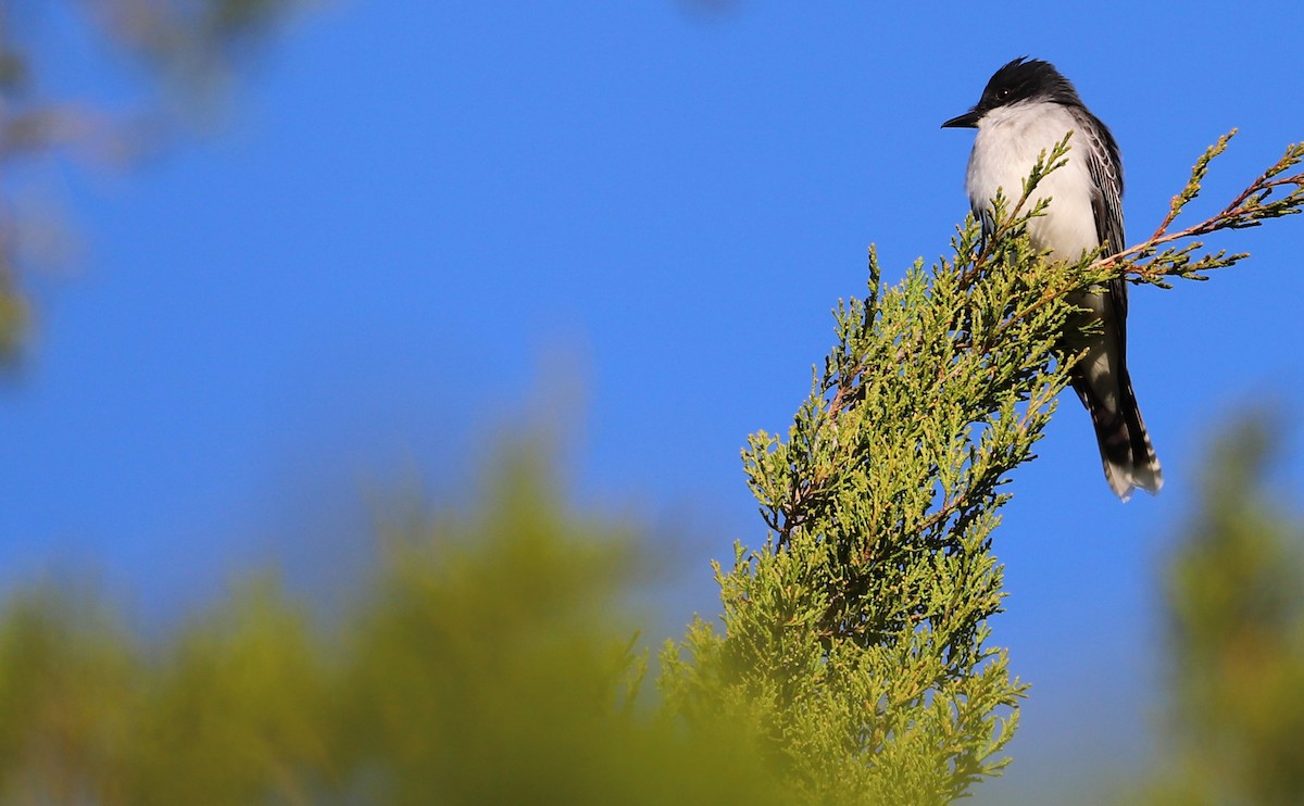 Eastern Kingbird - Rob Bielawski