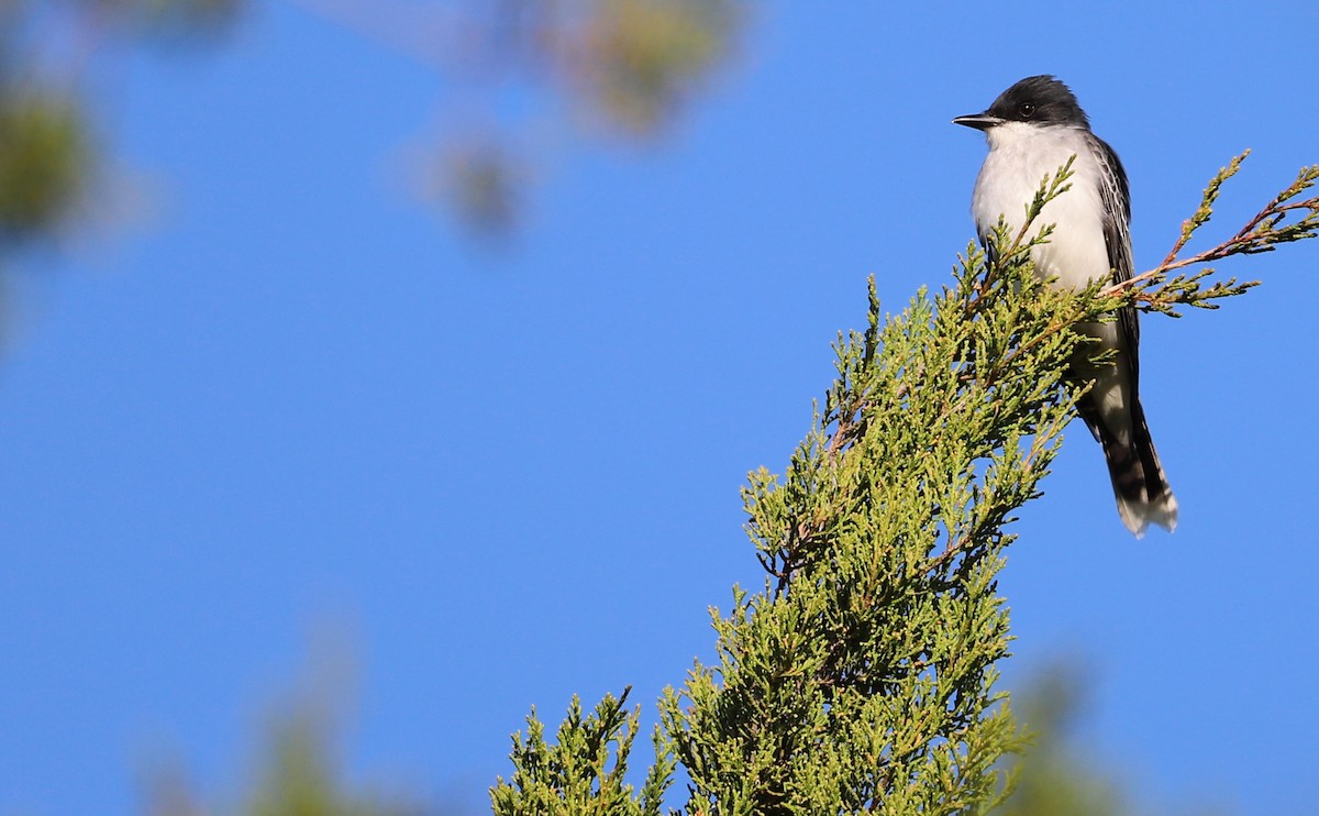 Eastern Kingbird - Rob Bielawski