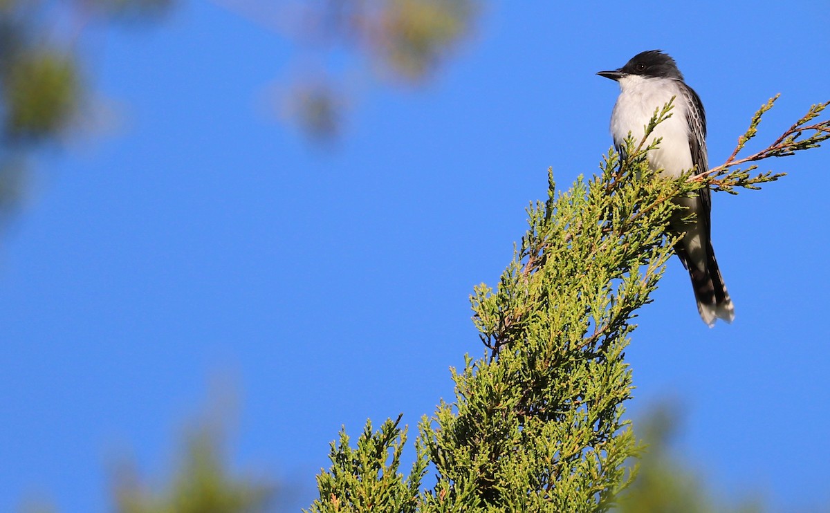 Eastern Kingbird - Rob Bielawski