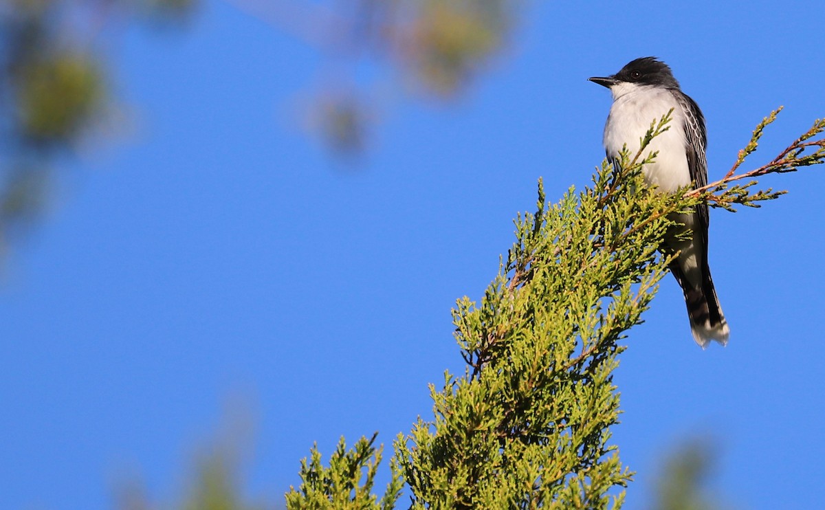 Eastern Kingbird - Rob Bielawski