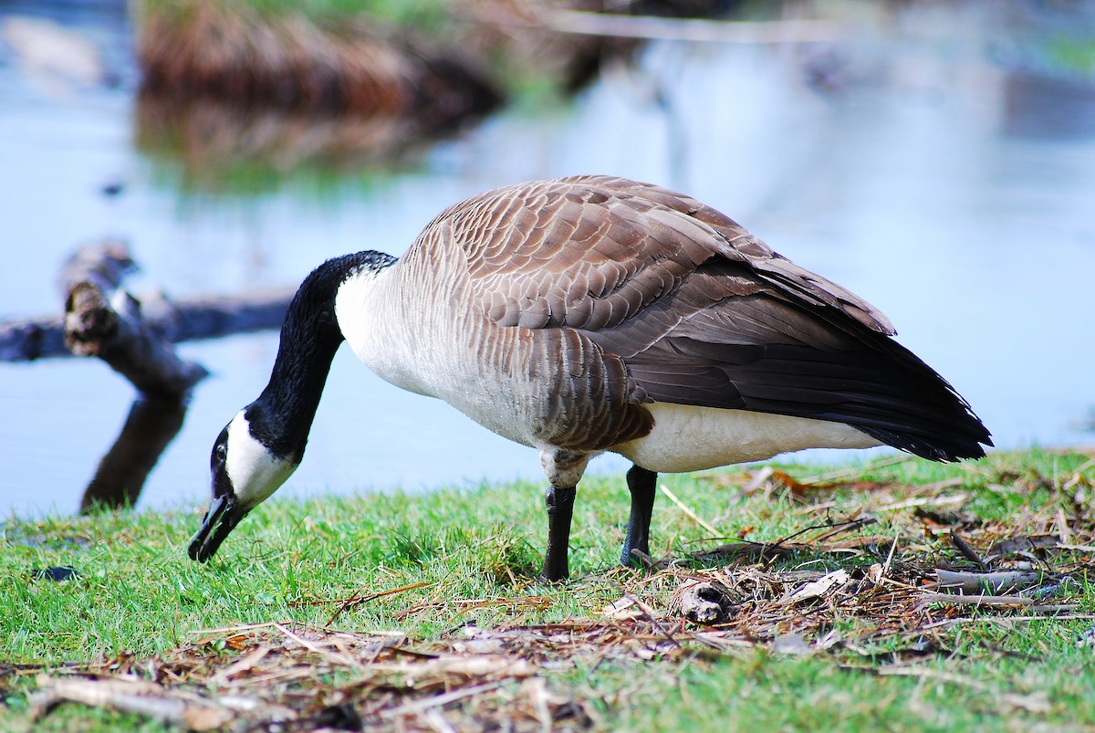 Canada Goose - ML617537263