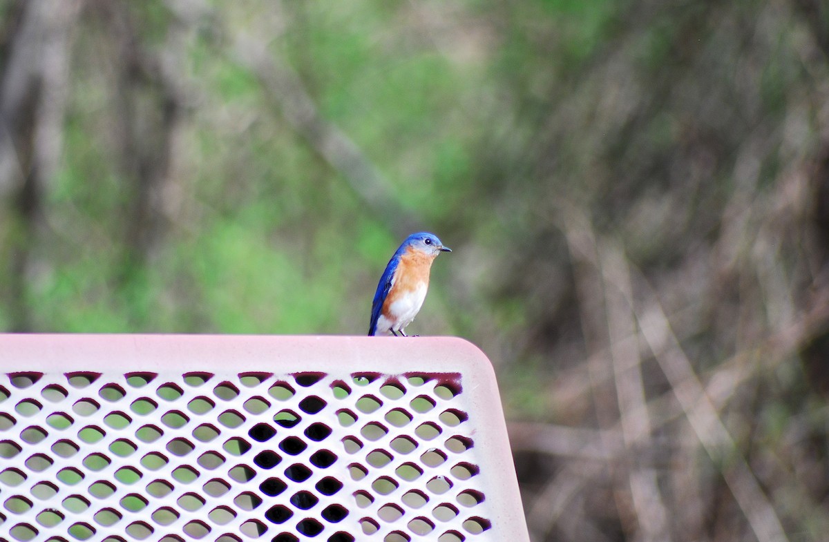 Eastern Bluebird - ML617537279