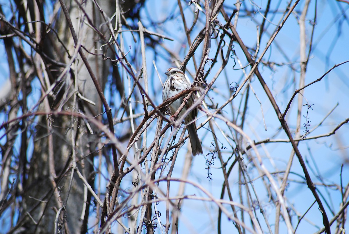 Song Sparrow - ML617537288