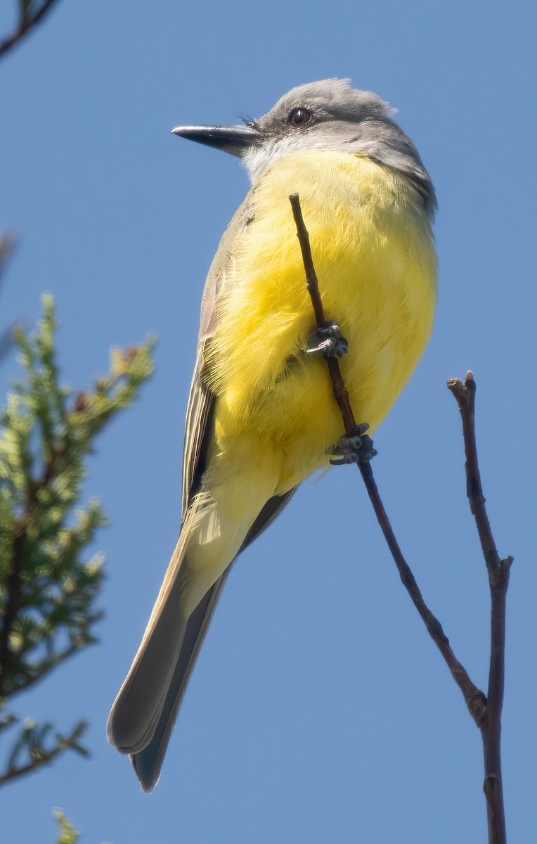 Tropical Kingbird - ML617537298