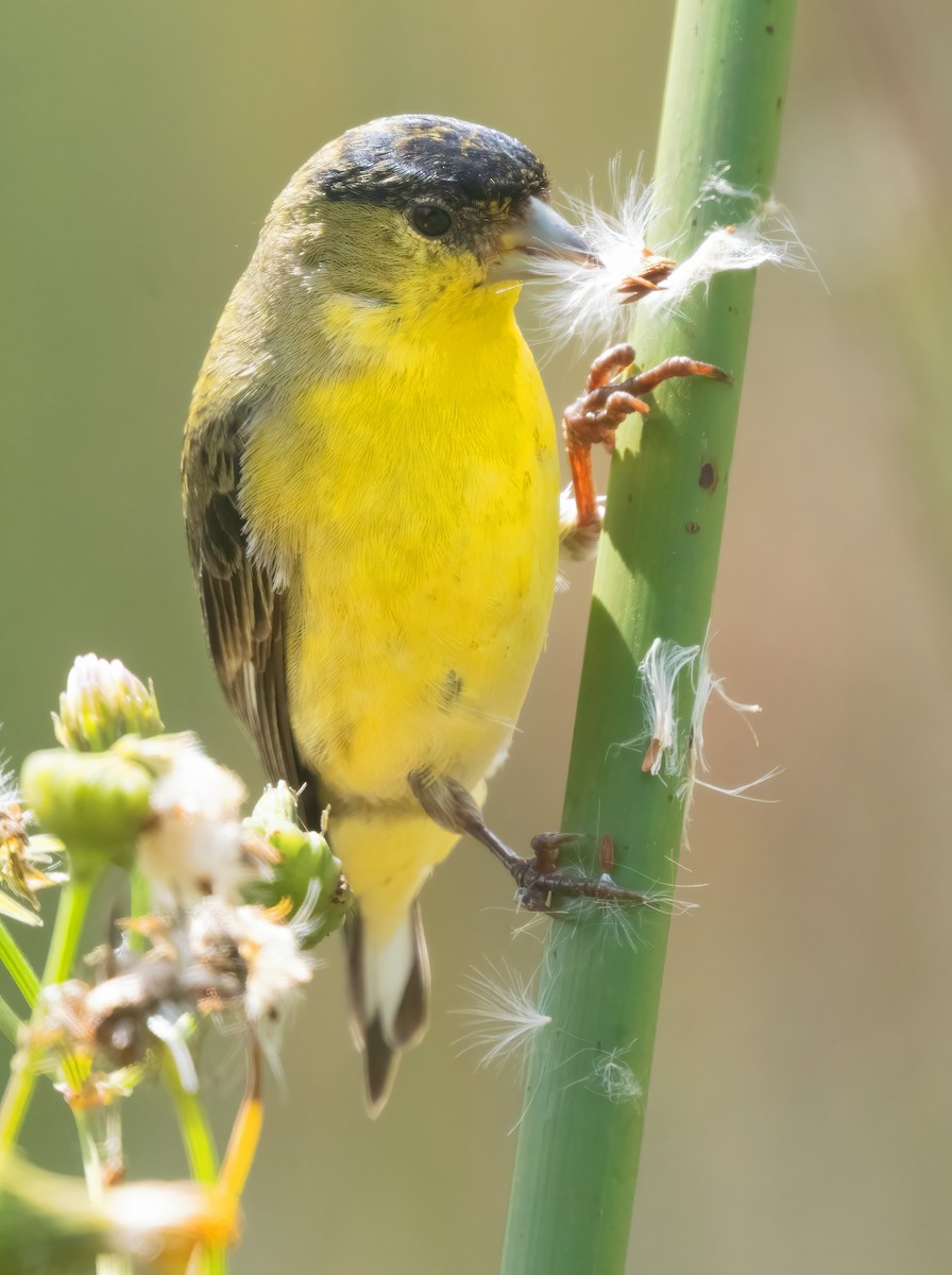 Lesser Goldfinch - ML617537313