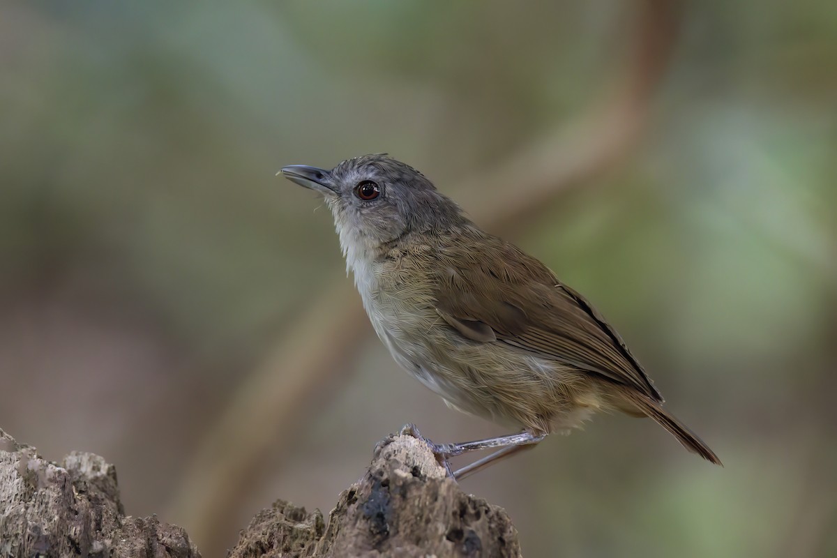 Horsfield's Babbler - Andreas Heikaus