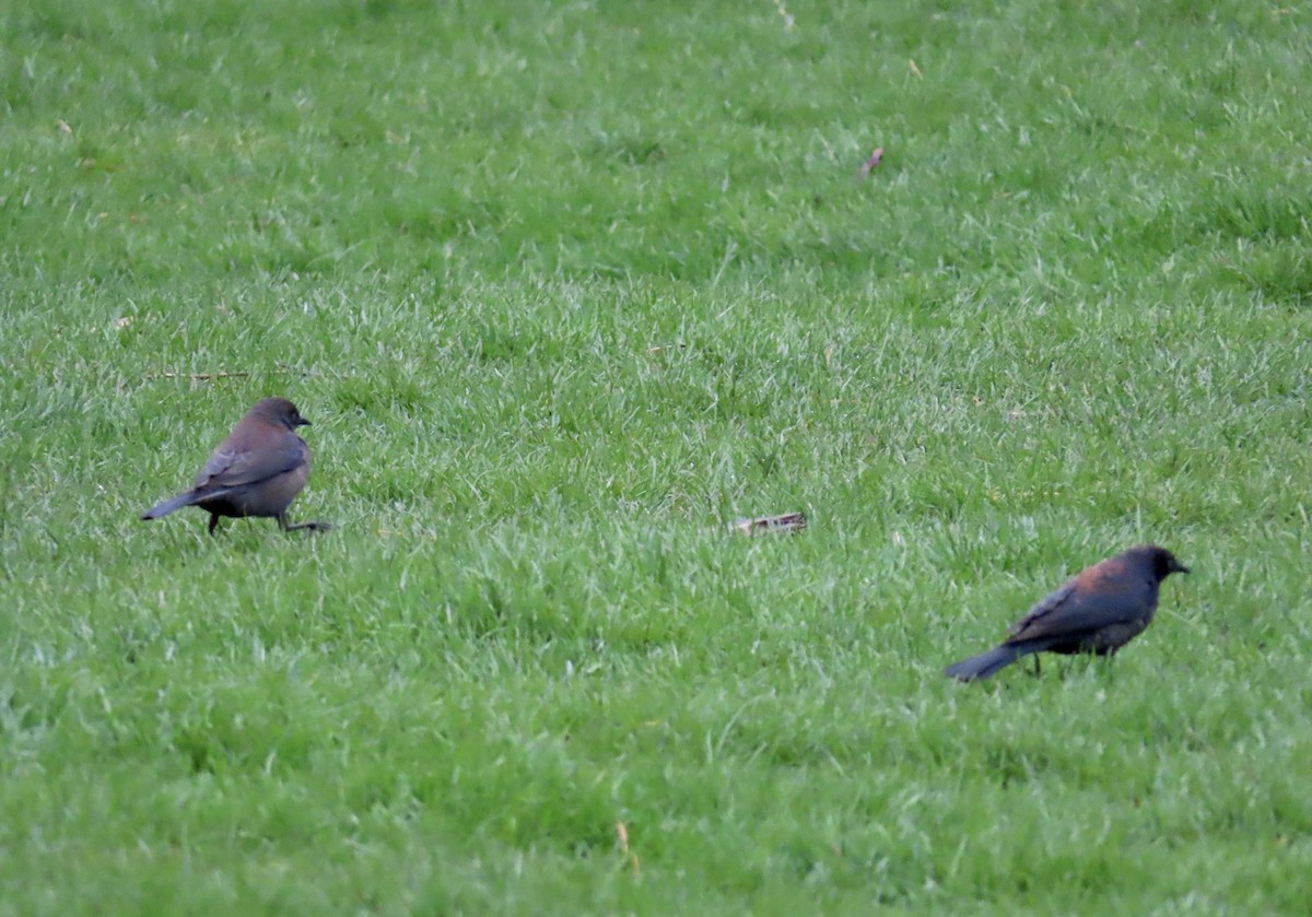 Rusty Blackbird - Marc Lichtenberg