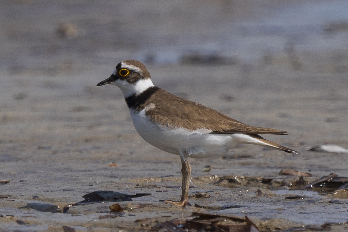 Little Ringed Plover - ML617537336