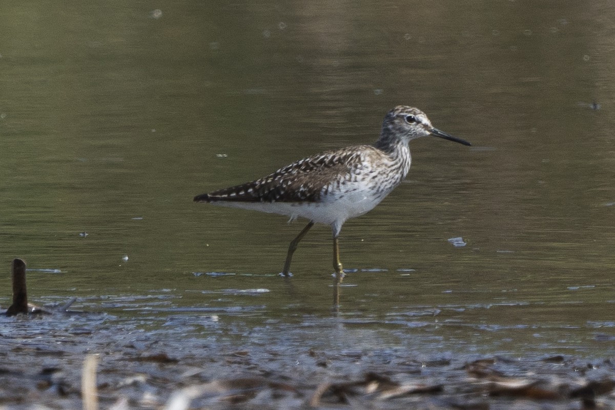 Wood Sandpiper - ML617537346