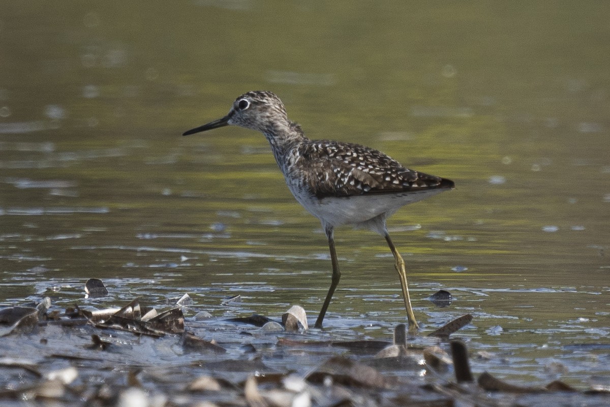 Wood Sandpiper - ML617537347