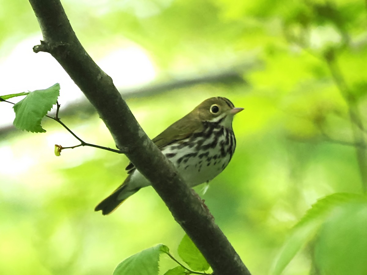 Ovenbird - ML617537350