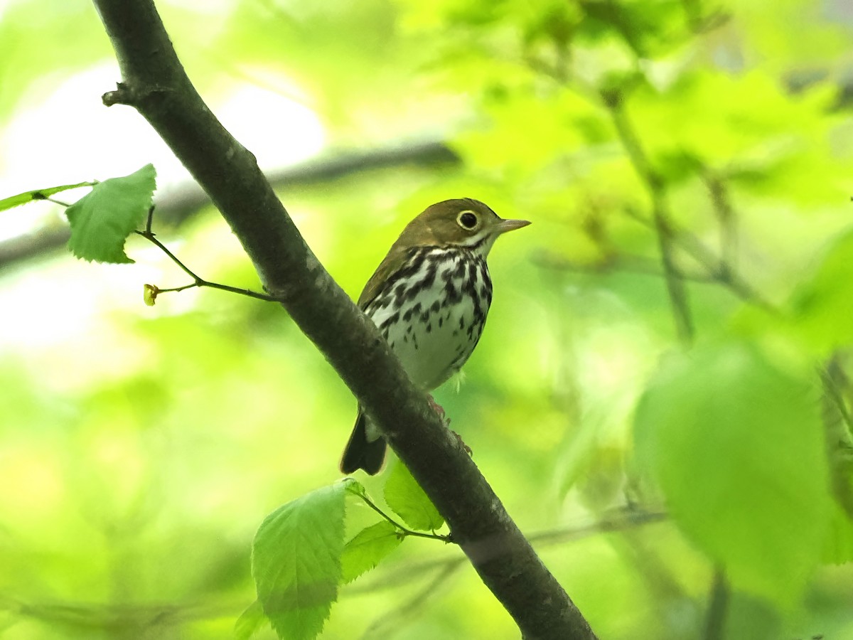 Ovenbird - ML617537351