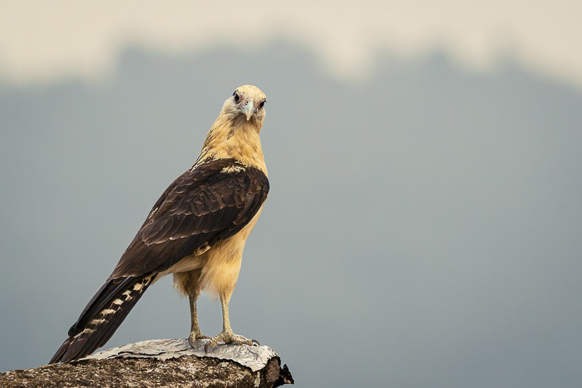 Yellow-headed Caracara - ML617537389
