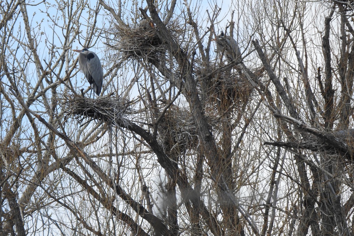 Great Blue Heron - ML617537402