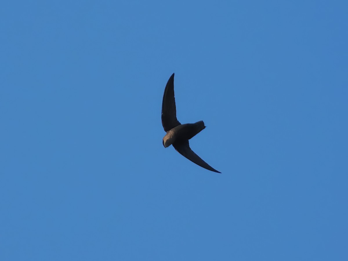 Chimney Swift - ML617537423