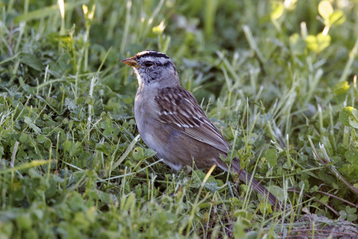 White-crowned Sparrow - ML617537453