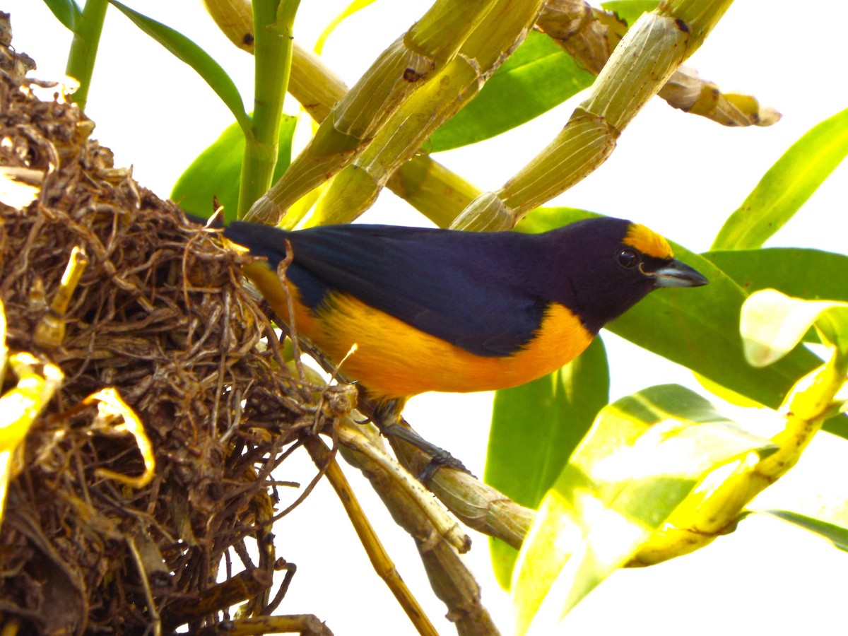 Purple-throated Euphonia - ML617537454