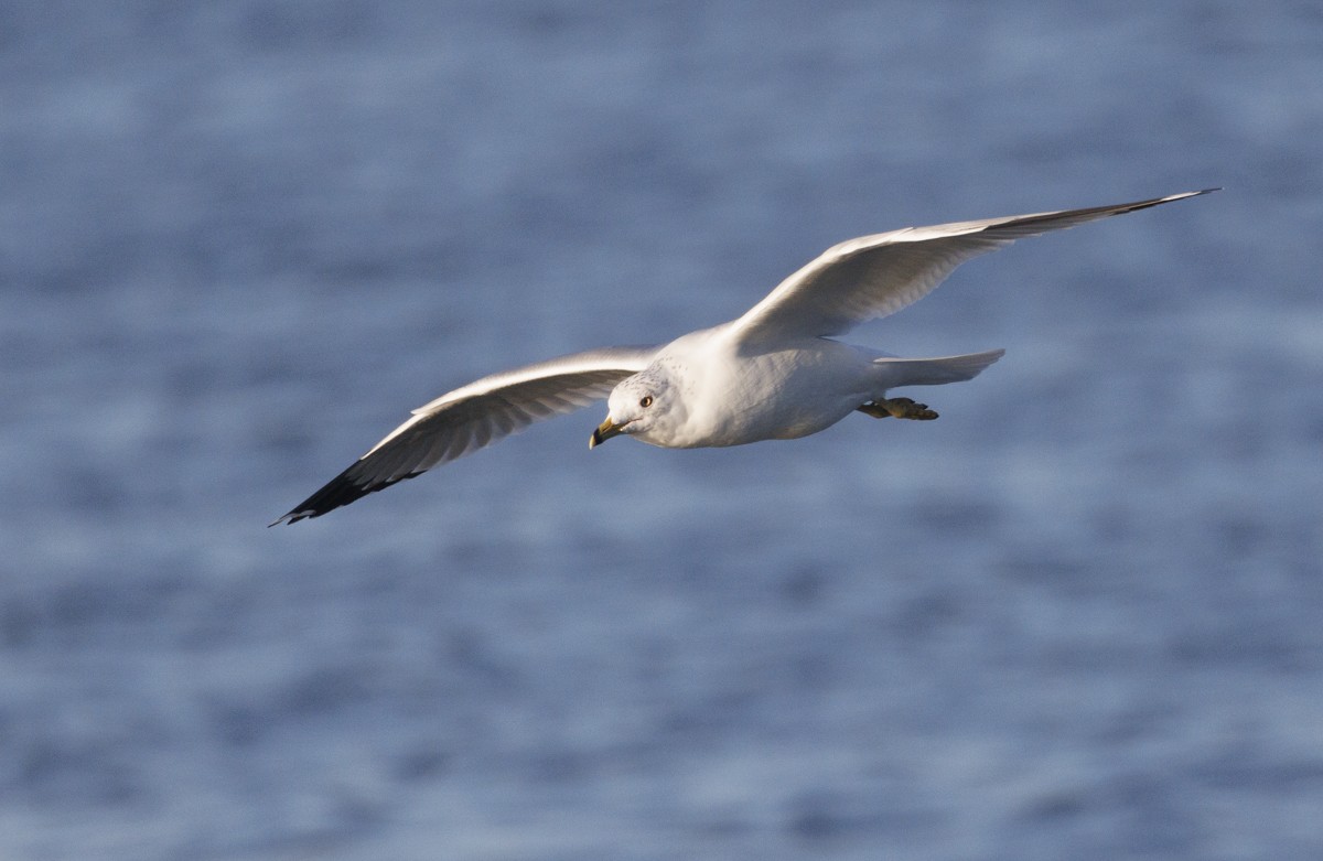 Ring-billed Gull - ML617537457